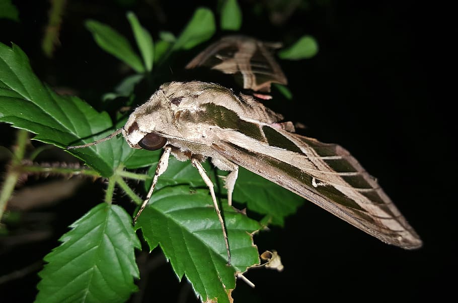 green and brown moth perching on green leafed plant, sphinx moth HD wallpaper