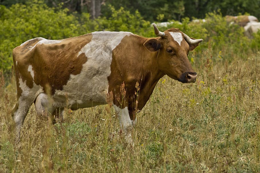 Cow, Field, Meadow, Grass, Grass, Hay, Animal, milk, horned, HD wallpaper
