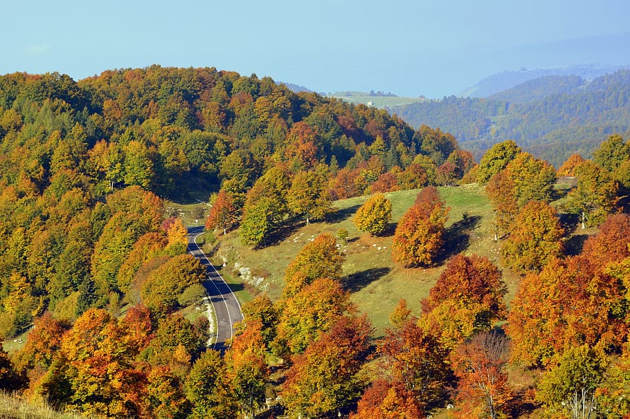 excursion, trees, forest, autumn, trail, mountain, the european path HD wallpaper