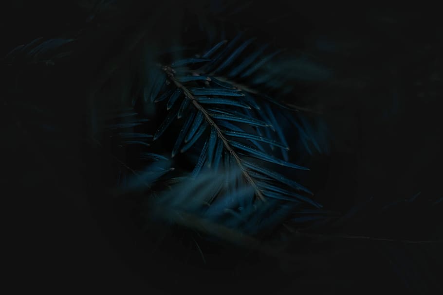 blue and green leaves painting, close up photo of green linear leaves HD wallpaper