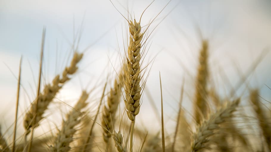 wheat, beautiful, cereal plant, crop, agriculture, farm, rural scene HD wallpaper