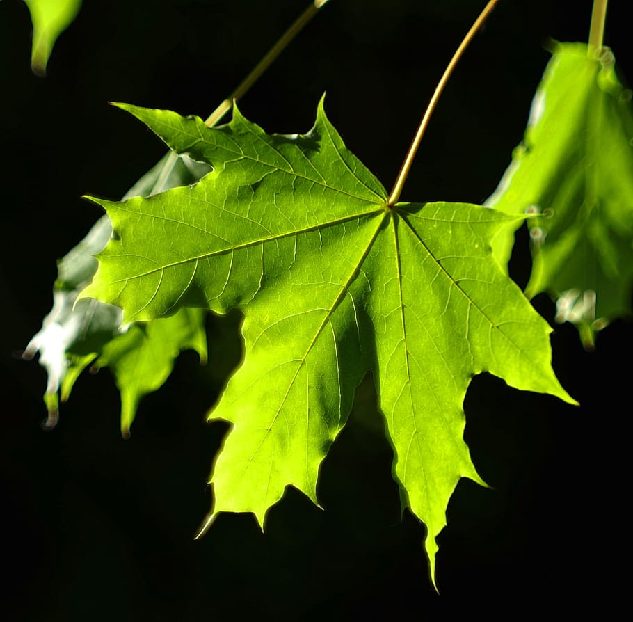 Leaf, Clone, green, the highlighted, colors, blur, bokeh, bloom HD wallpaper