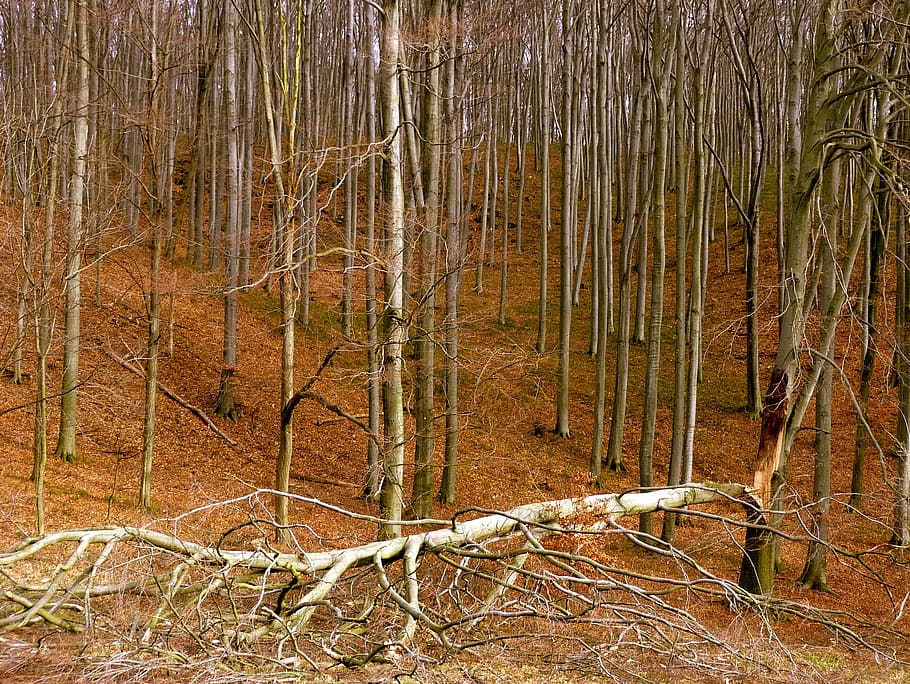 wood, broken, forest, storm, bakony, bough, tree, plant, land HD wallpaper