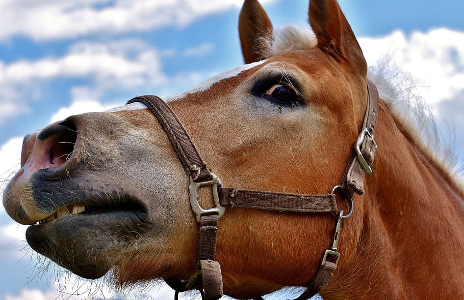 close-up photography of tan horse, View, Perspective, Animal HD wallpaper