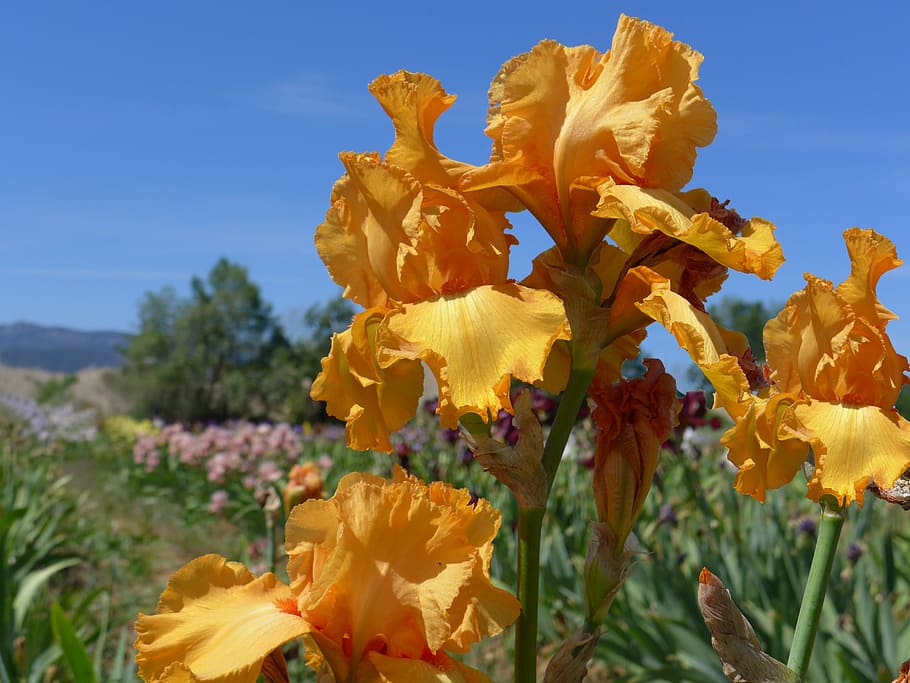 Yellow Iris, Iris, Flower, nature, sky, outdoors, blue, plant HD wallpaper