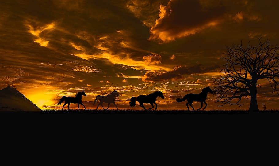 silhouette photography of four horses under sunset, sky, evening, HD wallpaper