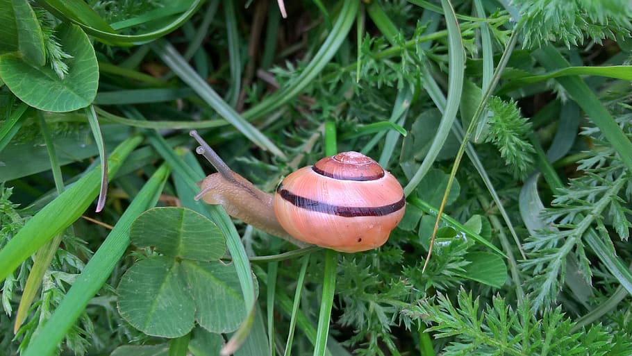 Snail, Grass, Green, Green, Spring, Macro, nature, closeup HD wallpaper