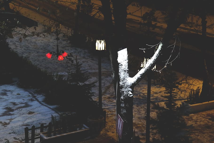 cold, snow, wood, landscape, dark, environment, frost, frozen HD wallpaper