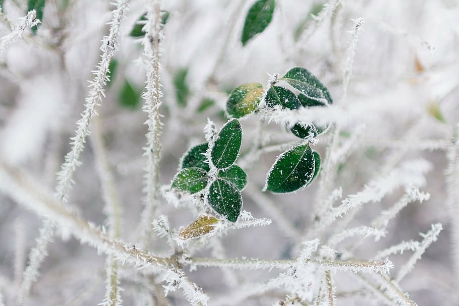 selective focus of leaves covered with snow, green, leaf, plant HD wallpaper