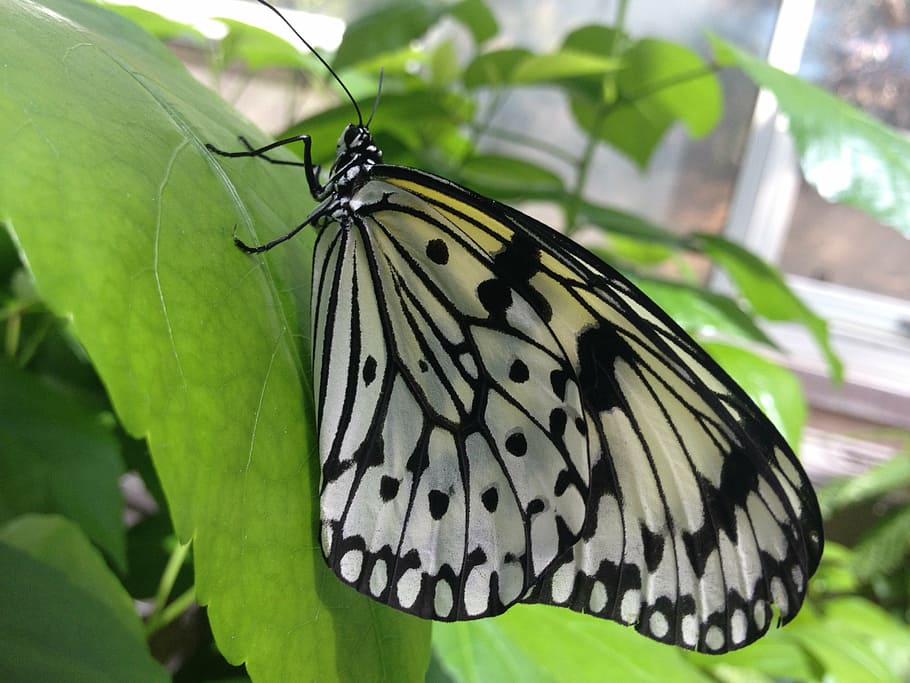 butterfly, leaf, garden, insect, invertebrate, animals in the wild HD wallpaper