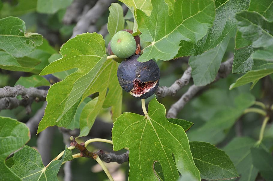 fig, figs, basilicata, scanzano, leaf, plant part, fruit, growth HD wallpaper