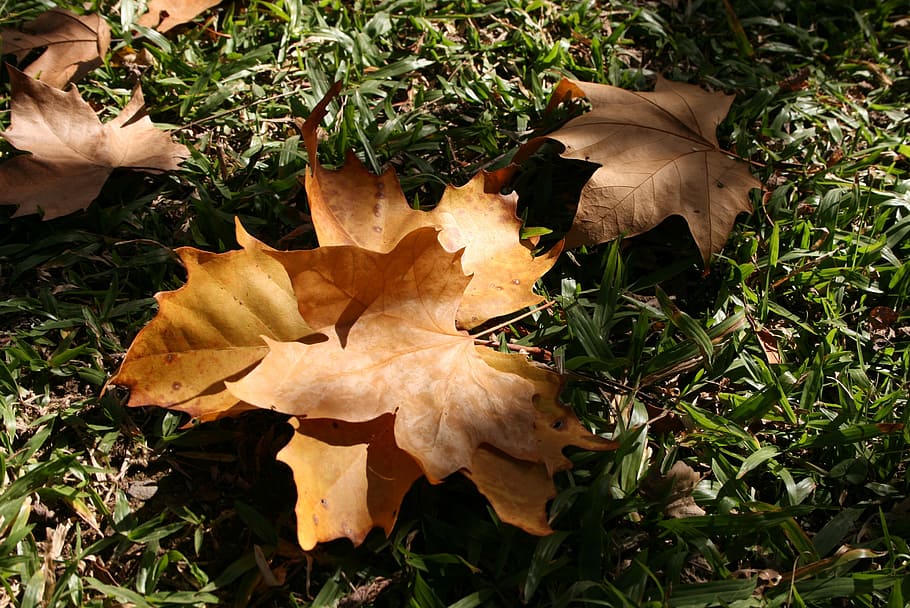 leaves, dried, garden, leaf, plant part, autumn, nature, dry HD wallpaper