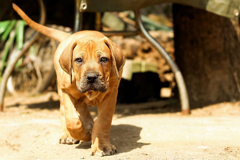 shallow focus photography of short-coated brown dog, boerboel
