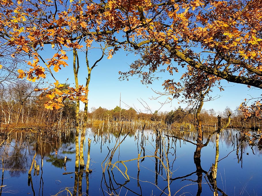 autumn, moor, romantic, water, tranquility, tree, beauty in nature HD wallpaper