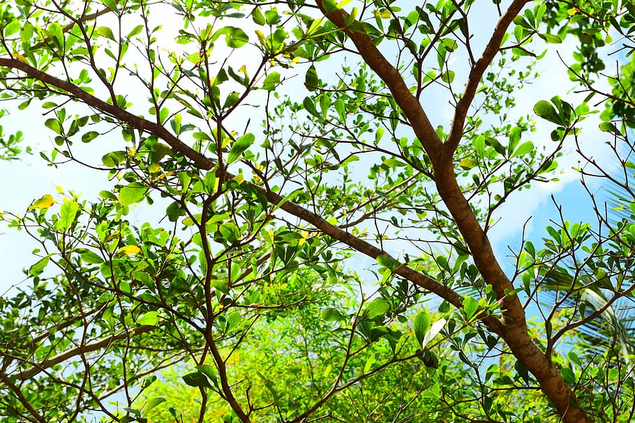 leaves, tree, nature, green, leaf, summer, forest, branch, season HD wallpaper