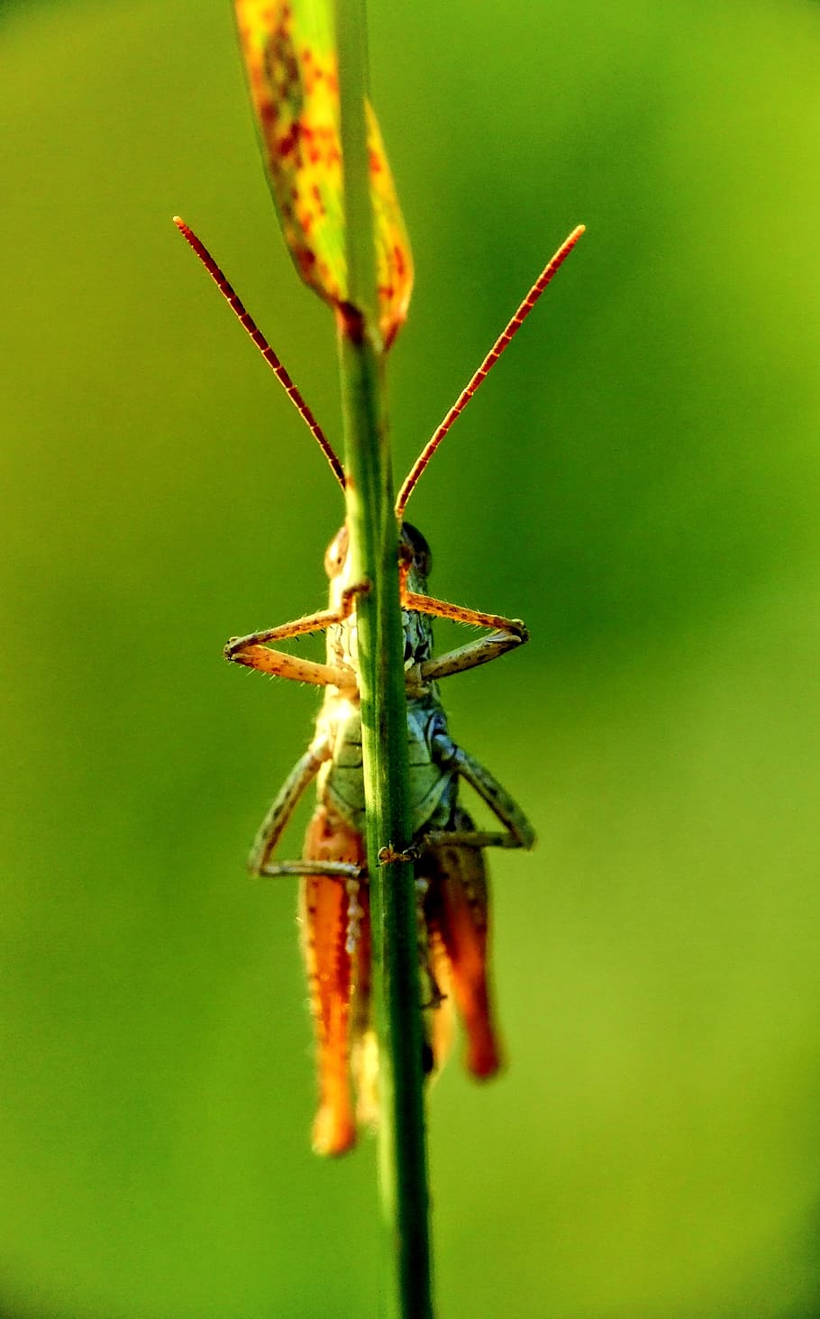 grasshopper, macro, nature, insect, beauty, insects, meadow HD wallpaper