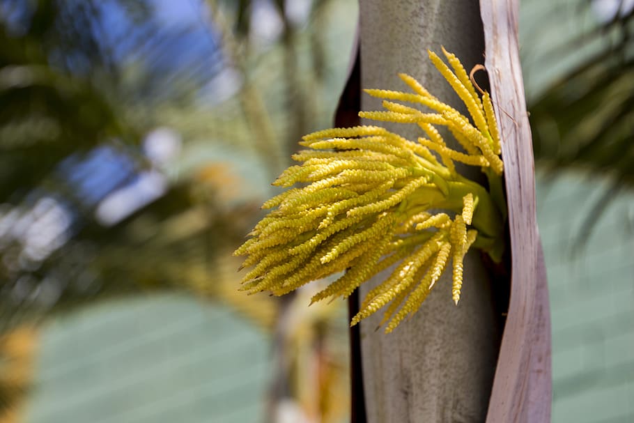 coconut tree, fruit, nature, seed, silvestre, garden, flower HD wallpaper