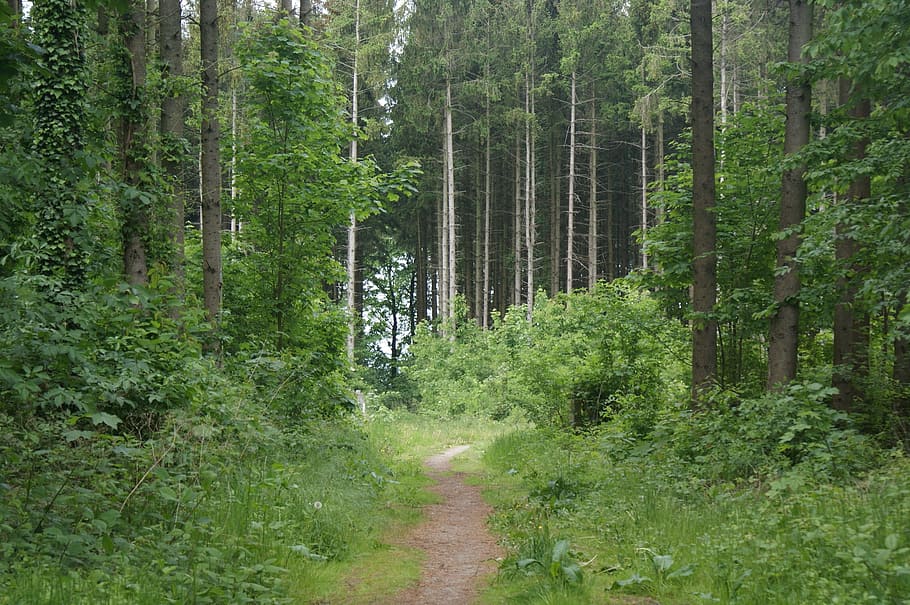 pawn sche, nature, forest, tree, plant, growth, land, green color HD wallpaper