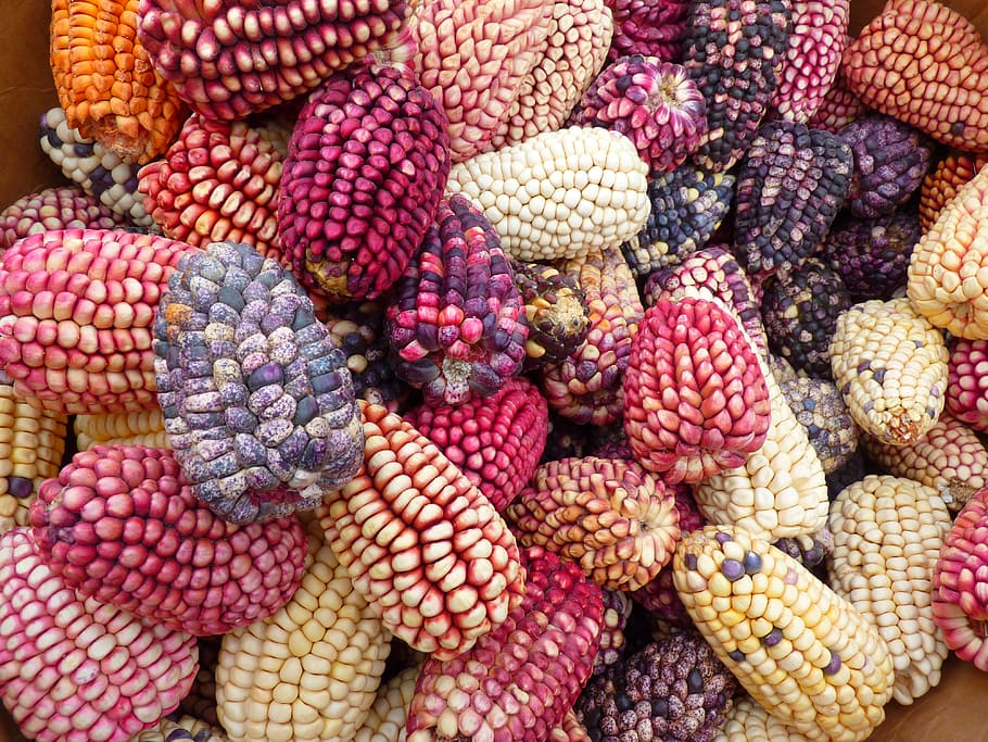 assorted-color corn lot, colorful mais, maize varieties, cereals, HD wallpaper