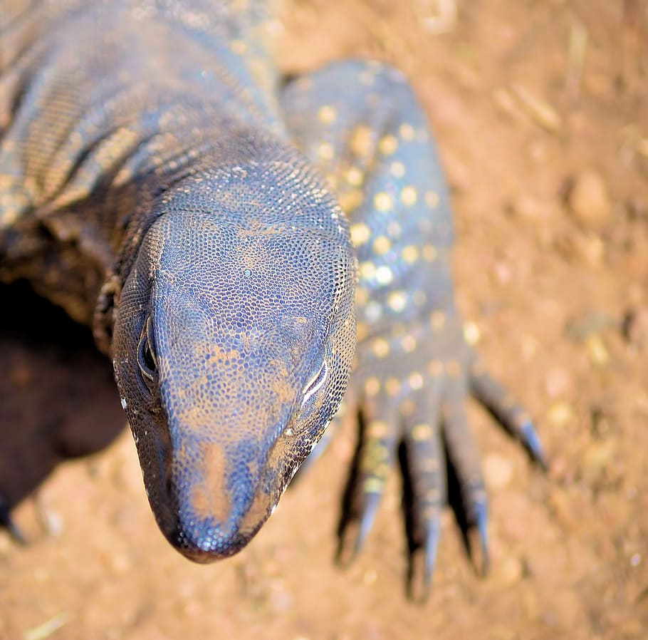 lizard, animals, desert, reptile, animal themes, animals in the wild HD wallpaper