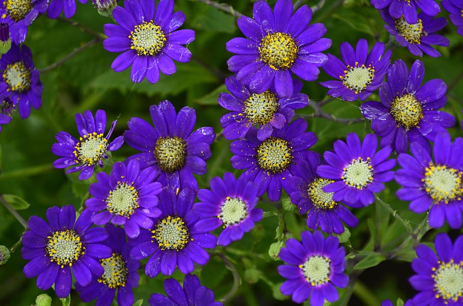 flowers, violet, nature, flowering plant, freshness, vulnerability HD wallpaper