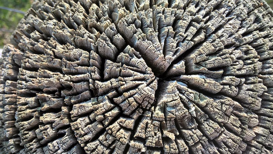 wood, tree, lumber, forest, cut, nature, pattern, backgrounds HD wallpaper