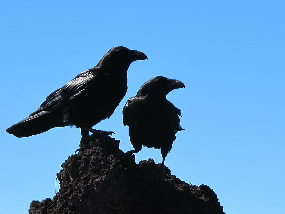 birds, black, crows, nature, animal, raven - Bird, wildlife HD wallpaper