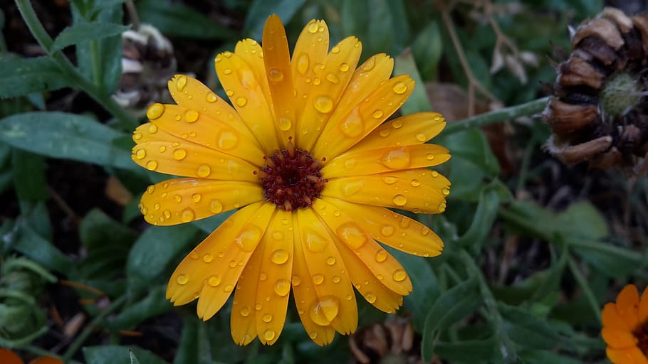 raindrop, marigold, summer, flowering plant, fragility, vulnerability HD wallpaper