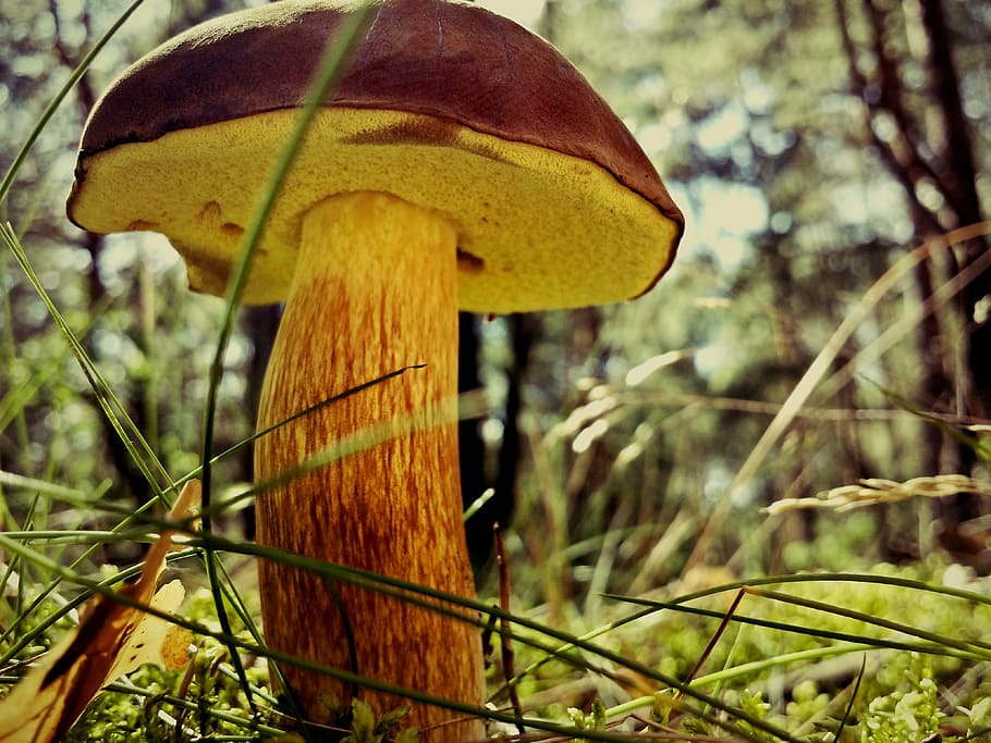 mushroom, chestnut boletus, polyana, forest, nature, mushrooms, HD wallpaper