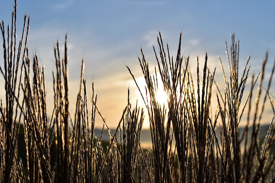 grasses, nature, landscape, back light, mood, meadow, plant HD wallpaper