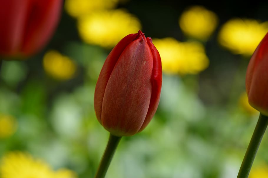 tulip, red, flower, spring, nature, close, close-up, freshness HD wallpaper