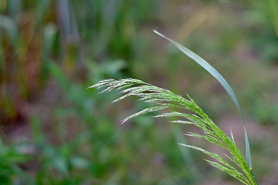 grass, blade, meadow, nature, macro, growth, plant, close-up HD wallpaper
