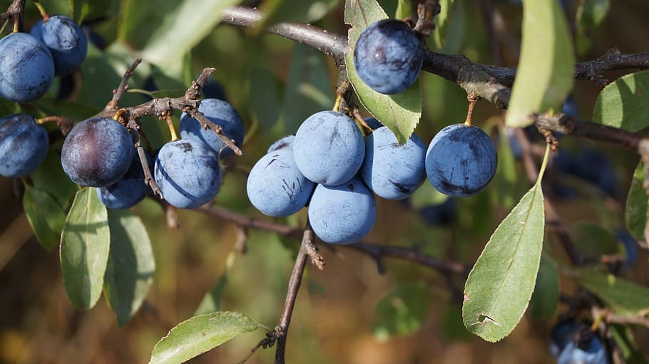 fruits, forest, berries, shrub, food and drink, healthy eating HD wallpaper