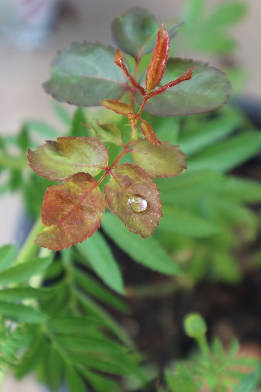 dew, rain, nature, plant part, leaf, close-up, beauty in nature HD wallpaper