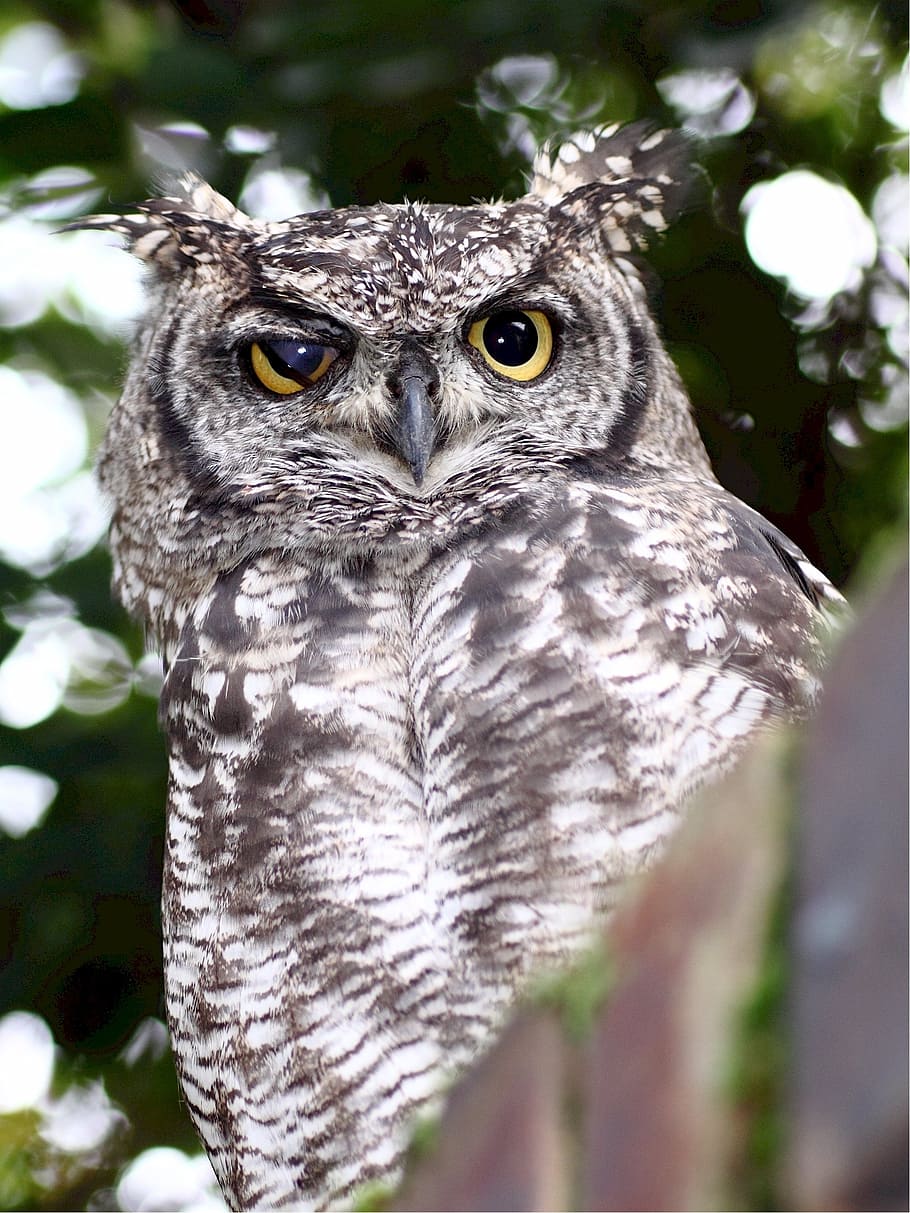 owl, spotted, eagle, bird, nature, animal, eyes, prey, wild HD wallpaper
