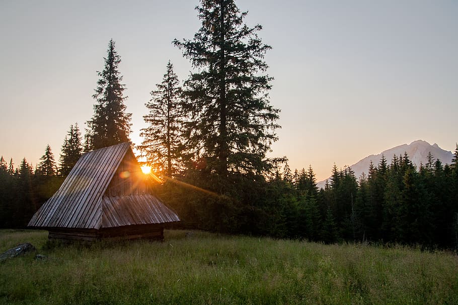 brown house near pine trees during sunset landscape photography, brown wooden cabin in forest field HD wallpaper