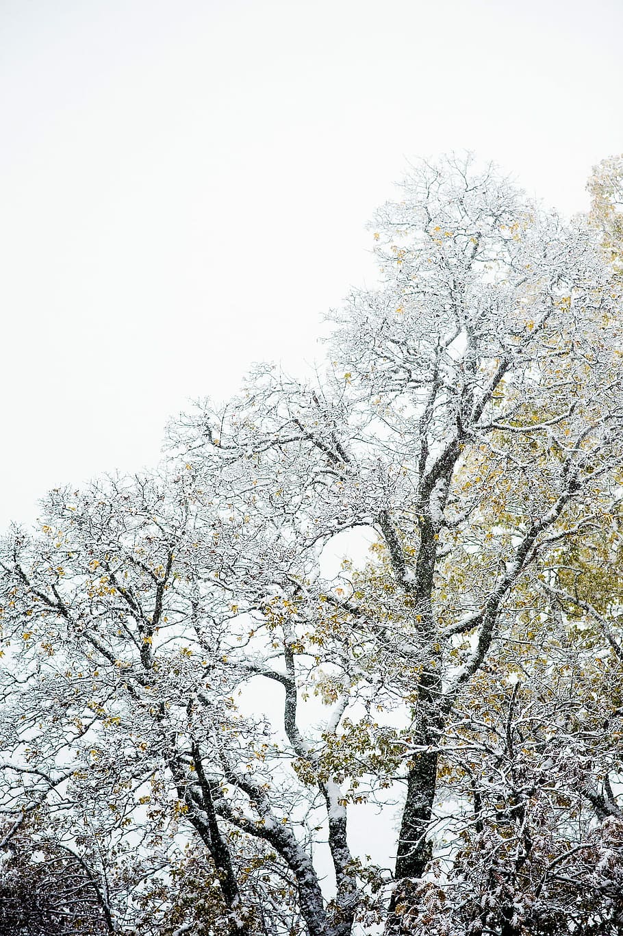 snow-covered tree during daytime, leafless tree, branch, winter HD wallpaper