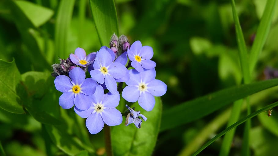 Forget-Me-Not Forest, Myosotis Sylvatica, vernal, blue flowers, HD wallpaper