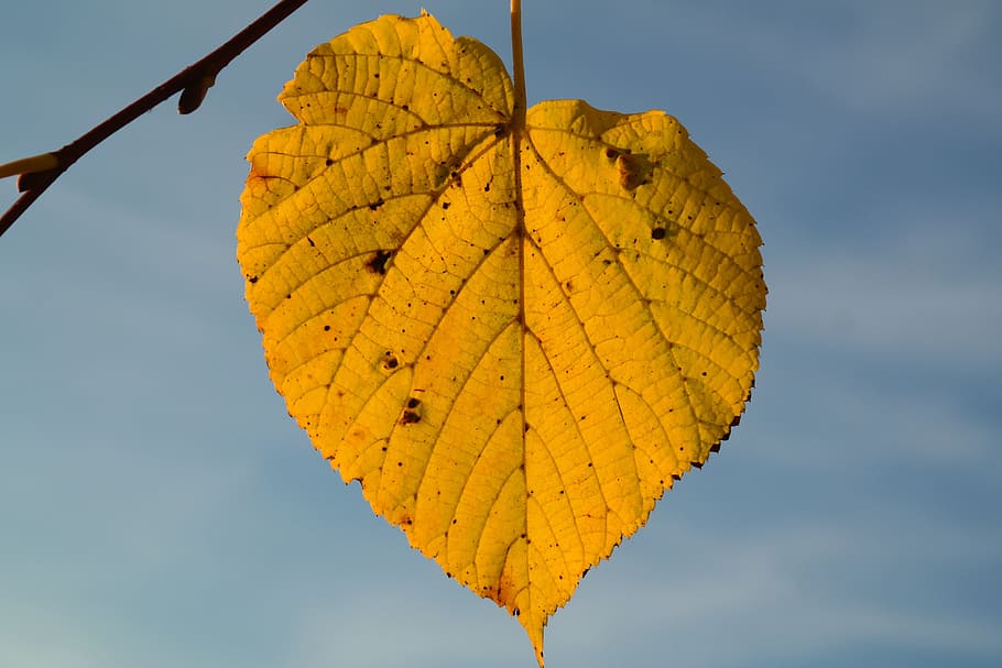 Lime, Leaf, Yellow, Coloring, lime leaf, autumn, leaf coloring HD wallpaper