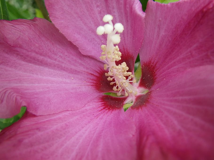 flower, close, pink, flowering plant, freshness, fragility HD wallpaper