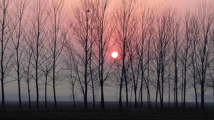 sunset, woods, winter, bare tree, sky, beauty in nature, scenics - nature HD wallpaper