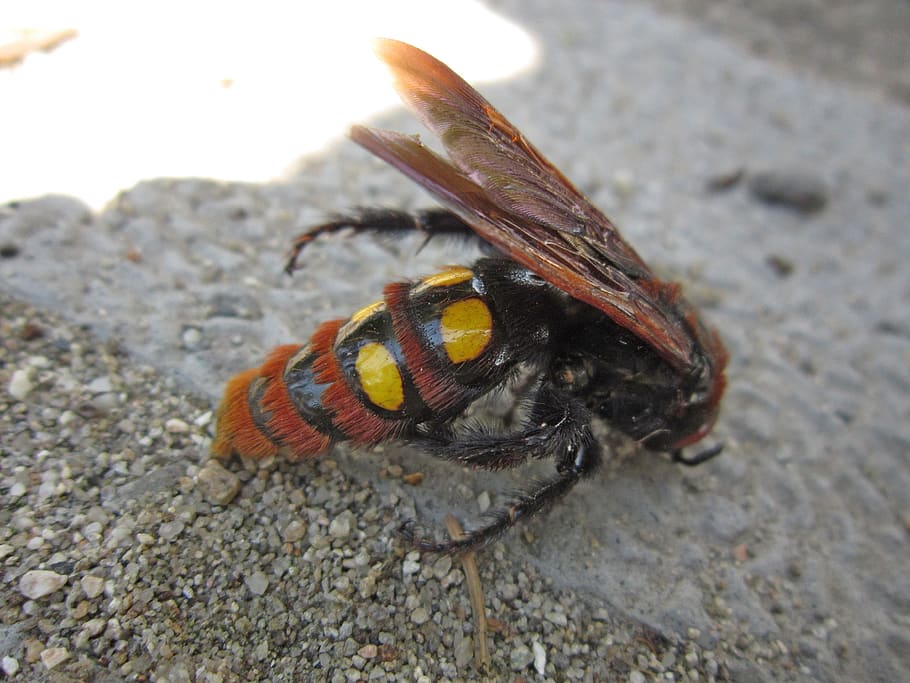 insect, wasp, bug, fly, wings, scolia, megascolia, animal themes HD wallpaper
