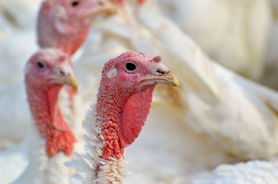 turkeys, birds, plumage, poultry, range, poultry farm, bald head