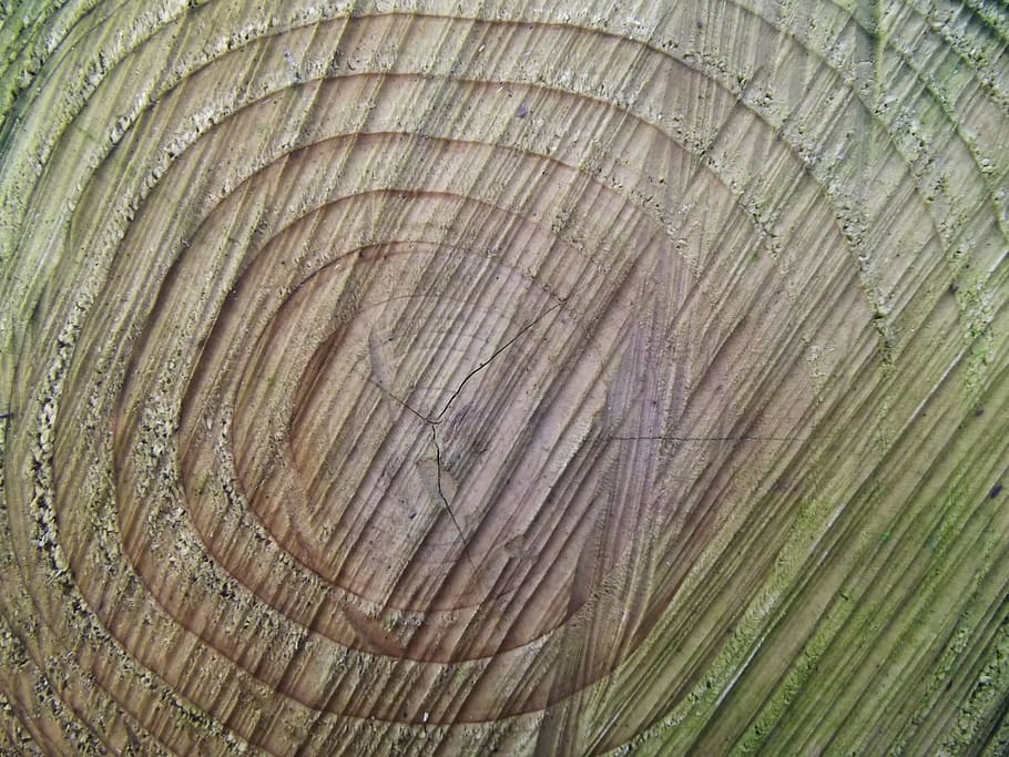 Tree, Rings, Life, Wooden, Trunk, age, cut, natural, old, timber