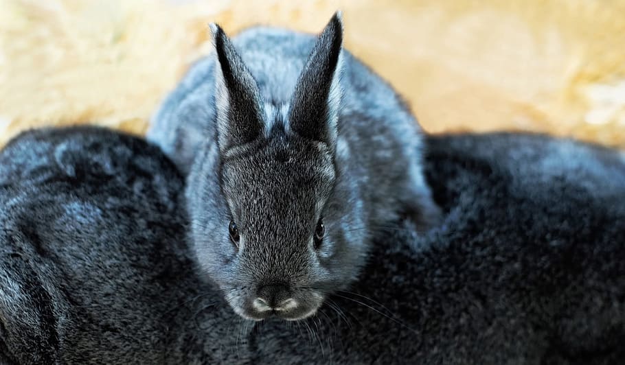 close up photo of black bunny, hare, child, long eared, fluffy HD wallpaper
