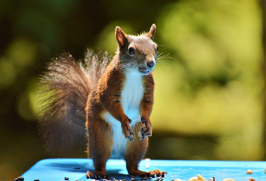 red squirrel standing on blue surface closeup photo, nager, rodent