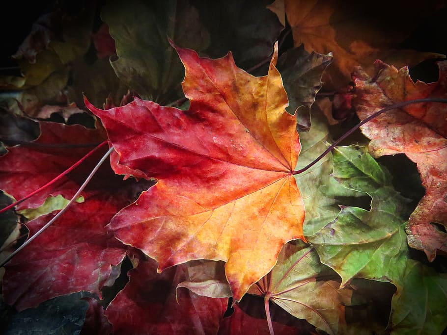 Maple Leaves, Nature, autumn, fall, canadian, season, tree, HD wallpaper