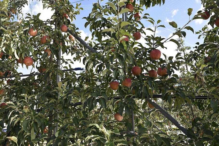 apple, fruit, apple tree, growth, plant, food and drink, healthy eating HD wallpaper