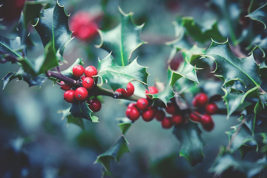 holly selected focus photography, plant, berry, berry red, bush, HD wallpaper