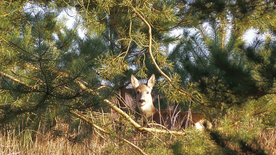roe deer, trees, fallow deer, meadow, animal, plant, mammal HD wallpaper